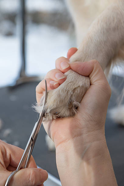 istock Grooming Golden Retriever dog paws 537245047