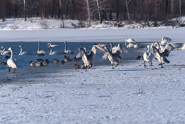 istock swan lake winter birds dance 537245197