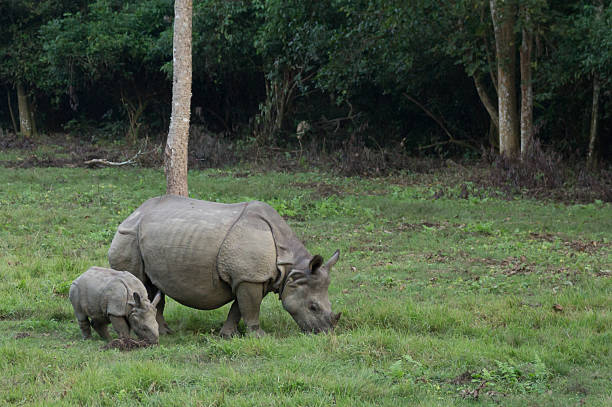 istock Mother and baby rhino 537245301