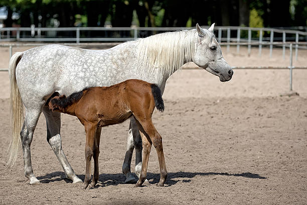 Mare with brown foal in the meadow