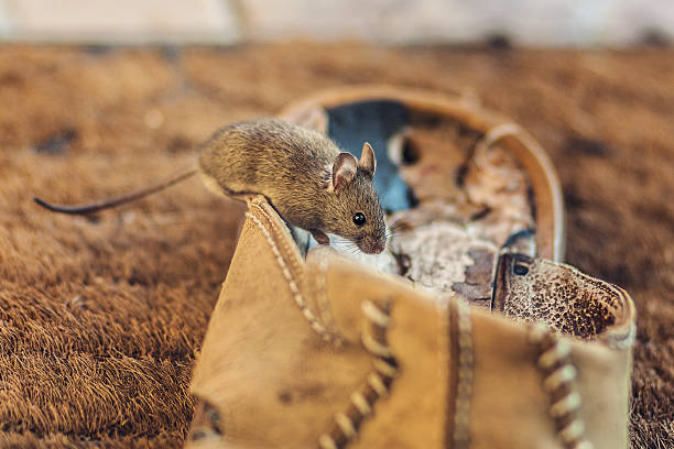 House Mouse Cute house mouse discovering around the house, caught on an old, torn slippers. mus musculus stock pictures, royalty-free photos & images