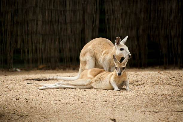 カンガルーのカップル - wallaby kangaroo australian culture australia ストックフォトと画像