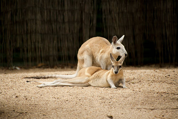 kangaroo casal - wallaby kangaroo australian culture australia - fotografias e filmes do acervo