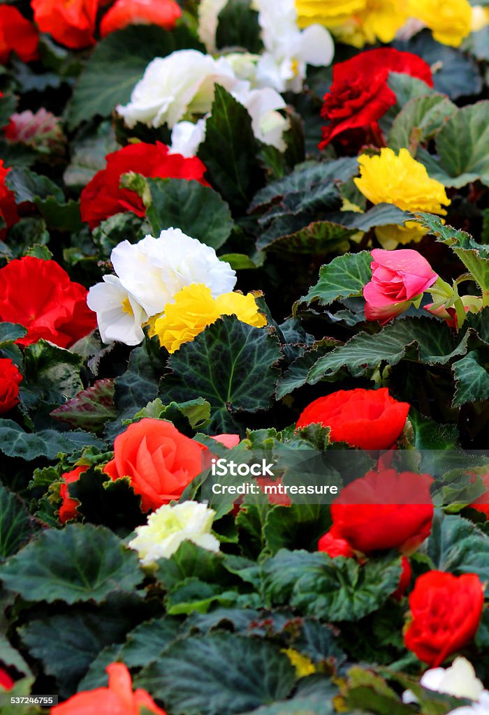 Close-up image of flowering begonias, red, white, yellow begonia flowers Close-up photo of flowering begonias in a multitude of colours ready to plant out in a garden as half-hardy summer bedding.  The begonia flowers are just beginning to burst open, in red, white and yellow, creating a real splash of colour as summer bedding annuals or as pot plants / house plants. 2015 Stock Photo