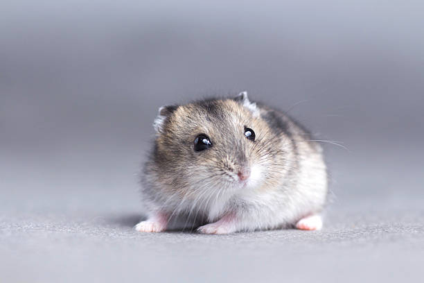 Dwarf Hamster 스톡 사진 및 일러스트 - iStock