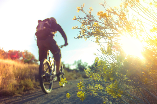 mountain biking man rides past a sage bush with sunset sunlight creating a lens flare.  selective focus on foreground and horizontal composition.  taken in the sandia mountains of albuquerque, new mexico, usa.