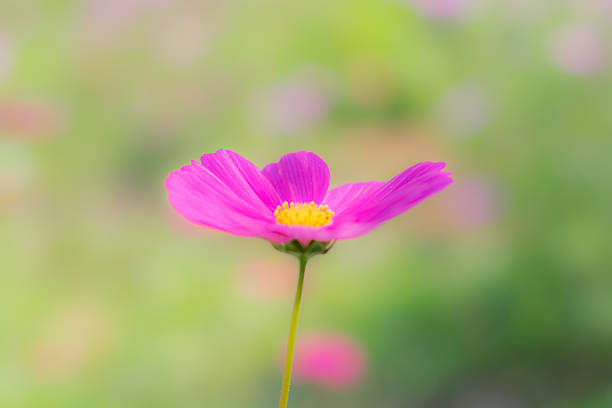 istock blur flower in garden. 537247637