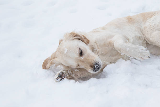 istock Golden retriever is resting on the snow 537248409