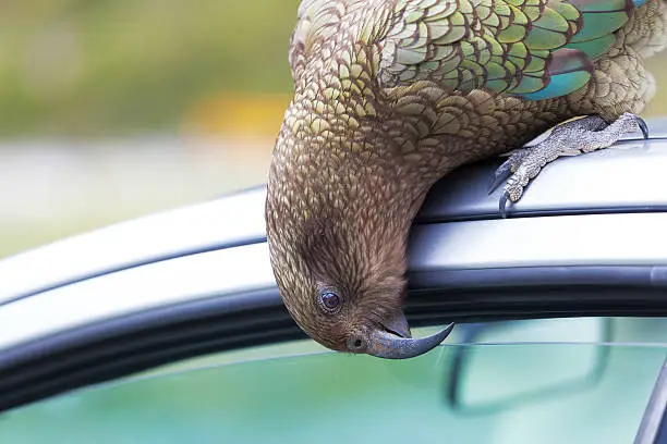 Kea Parrot native to New Zealand, peeks into tourist's car at Fiordland National Park, New Zealand