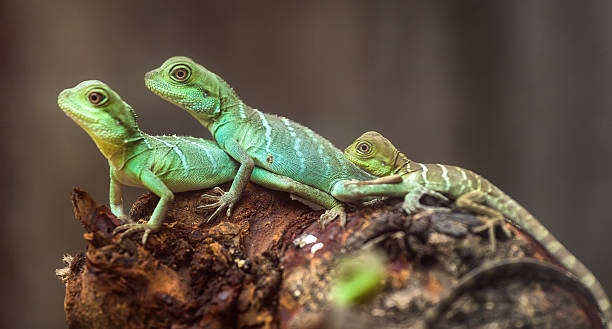 Lizard families together Lizard families together with the couple and child in the tree is looking to the future so cute when watching them in zoo reptile stock pictures, royalty-free photos & images