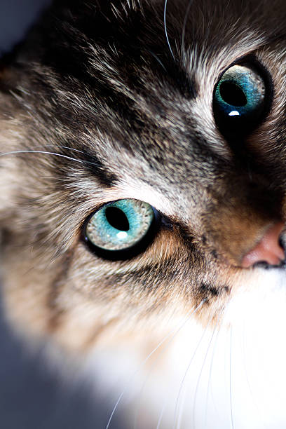 istock portrait of a beautiful cat on a black background 537249304