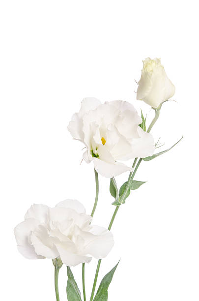 istock Beauty white flowers  isolated on white. Eustoma 537249650