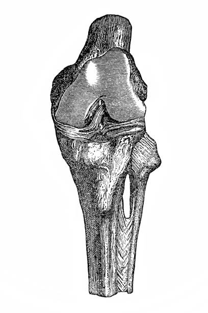 knie gemeinsamen - cruciate ligament stock-grafiken, -clipart, -cartoons und -symbole