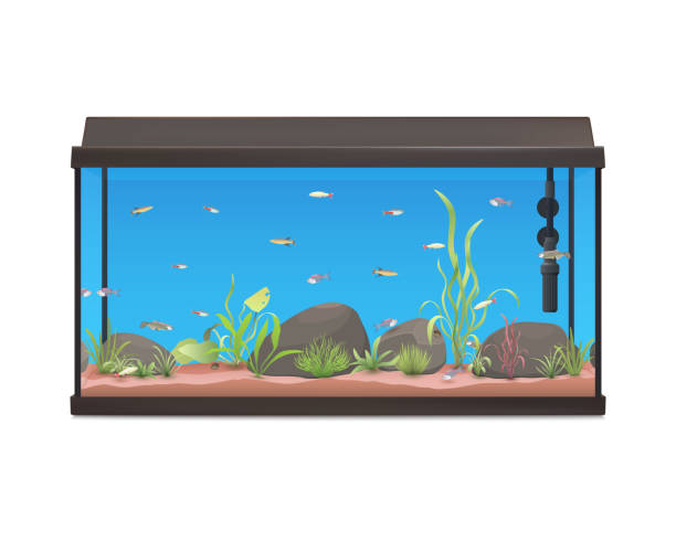 istock Aquarium with fishes stones and plants. 537251548