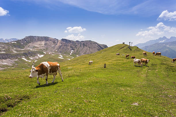 istock Cows graze in mountains. Cows in meadow 537253450
