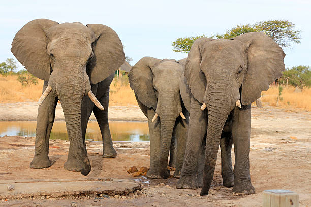 istock African Elephants drinking water thirst Botswana wildlife big 5 537253712