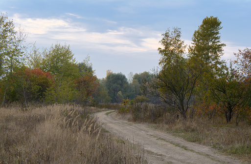 The road in the grass and trees in autumn