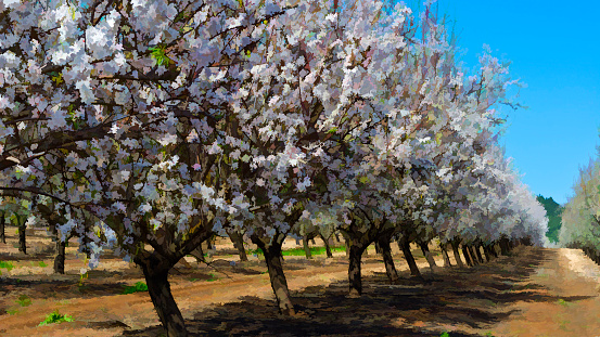 Flowering Almond Garden at the Foot of the Mount Tabor in Israel, Stylized Photo