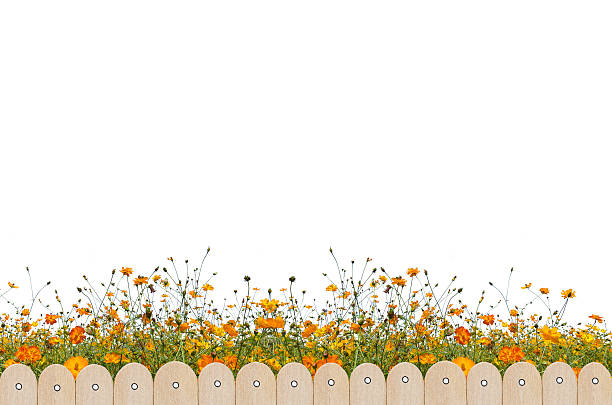 istock Wooden fence and flower 537255422