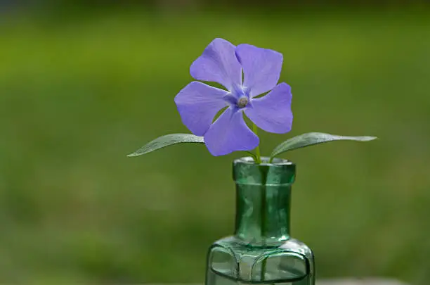 Photo of One cornflower flower in a vase