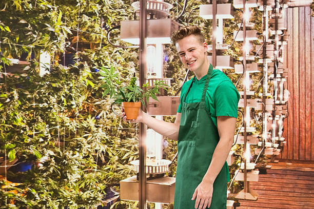 istock Florist showing marijuana plant 537255710