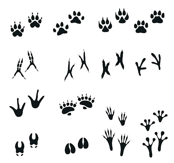 ilustrações, clipart, desenhos animados e ícones de faixas de pássaros e animais selvagens. pegada de pata de animal. - lion sands