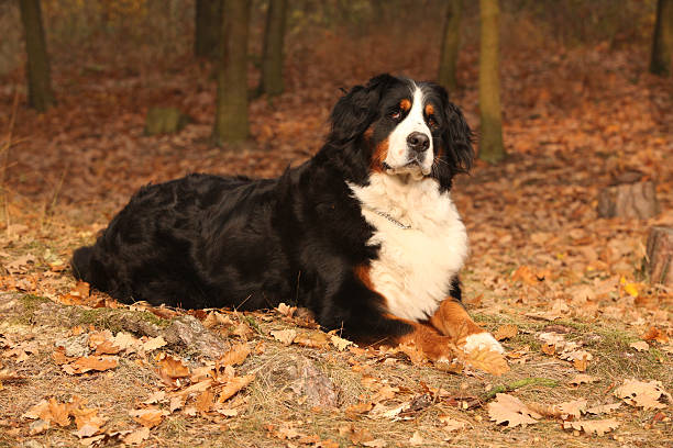 istock Amazing bernese mountain dog lying in autumn forest 537257216