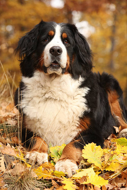 istock Amazing bernese mountain dog lying in autumn forest 537257430