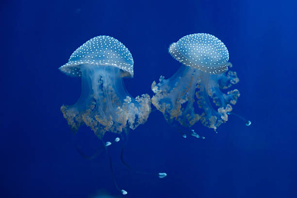 biały-spotted meduzy (phyllorhiza punctata). - white spotted jellyfish obrazy zdjęcia i obrazy z banku zdjęć