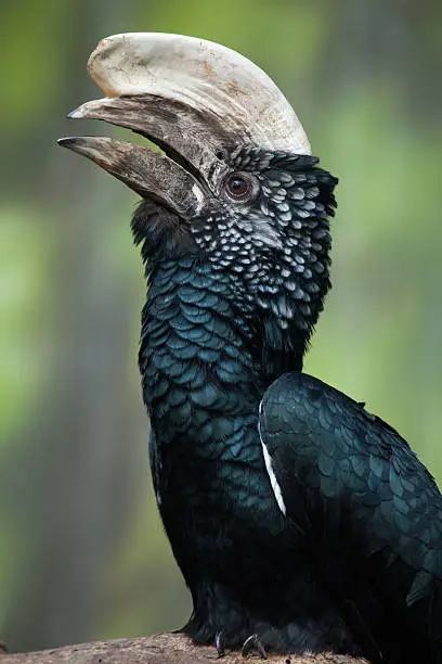 Silvery-cheeked hornbill (Bycanistes brevis). Wild life animal.