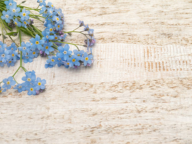 istock Blue forget-me-not flowers bunch 537258586