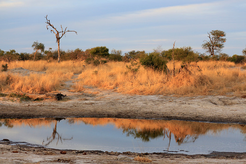 The place where elephants roam free. The view from a wonderful lodge somewhere in Botswana. 