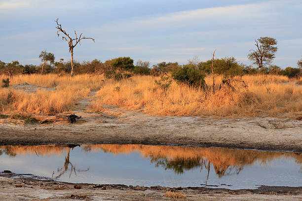 Botswana woodland landscape Africa water hole tree savana bush stock photo