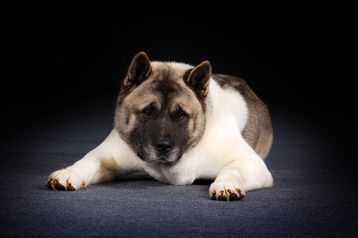Dog breed Akita inu lies in the Studio and stares