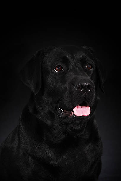 istock black dog Labrador Retriever 537258884