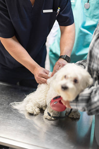 istock Veterinarian giving dog injection 537259674