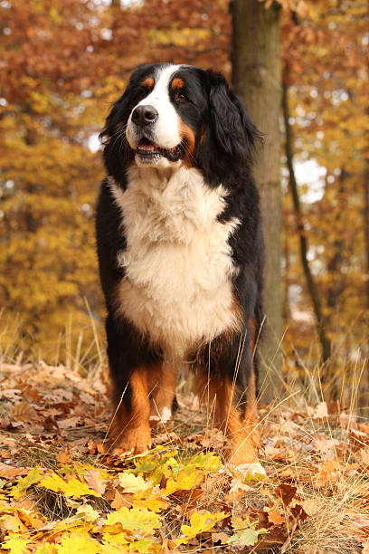 istock Gorgeous bernese mountain dog standing in autumn forest 537259698