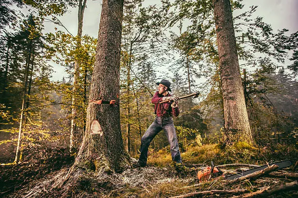 Forester using axe while cutting tree in forest.