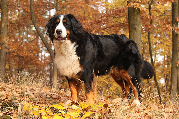 istock Gorgeous bernese mountain dog standing in autumn forest 537259824