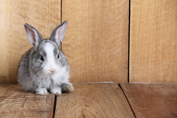istock Gray rabbit eating morning glory on the wooden floor. 537259852