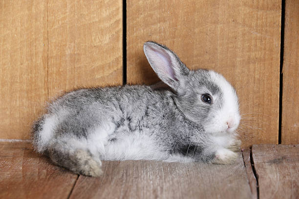 istock Gray rabbit eating morning glory on the wooden floor. 537260006
