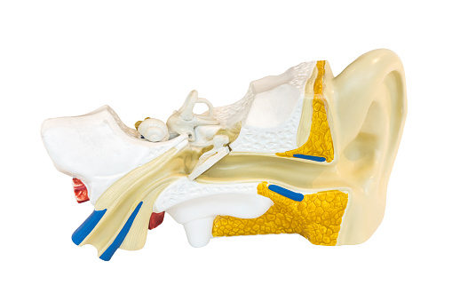 cross-section through a human ear
