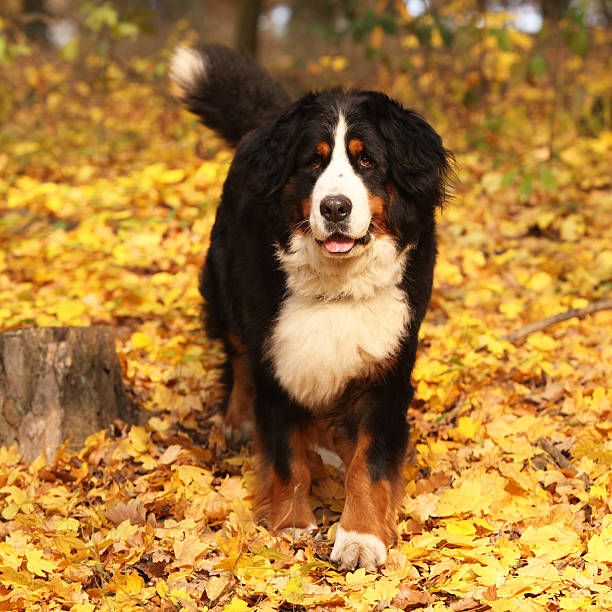 istock Gorgeous bernese mountain dog standing in autumn forest 537260208