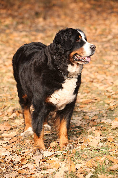 istock Gorgeous bernese mountain dog standing in autumn forest 537260428