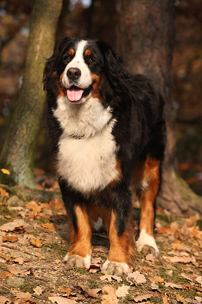 istock Gorgeous bernese mountain dog standing in autumn forest 537260782