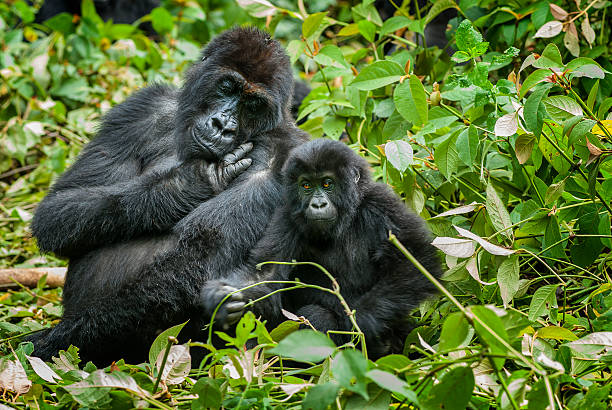 madre e hijo gorila de tierra baja del este, congo, vida silvestre toma - play the ape fotografías e imágenes de stock