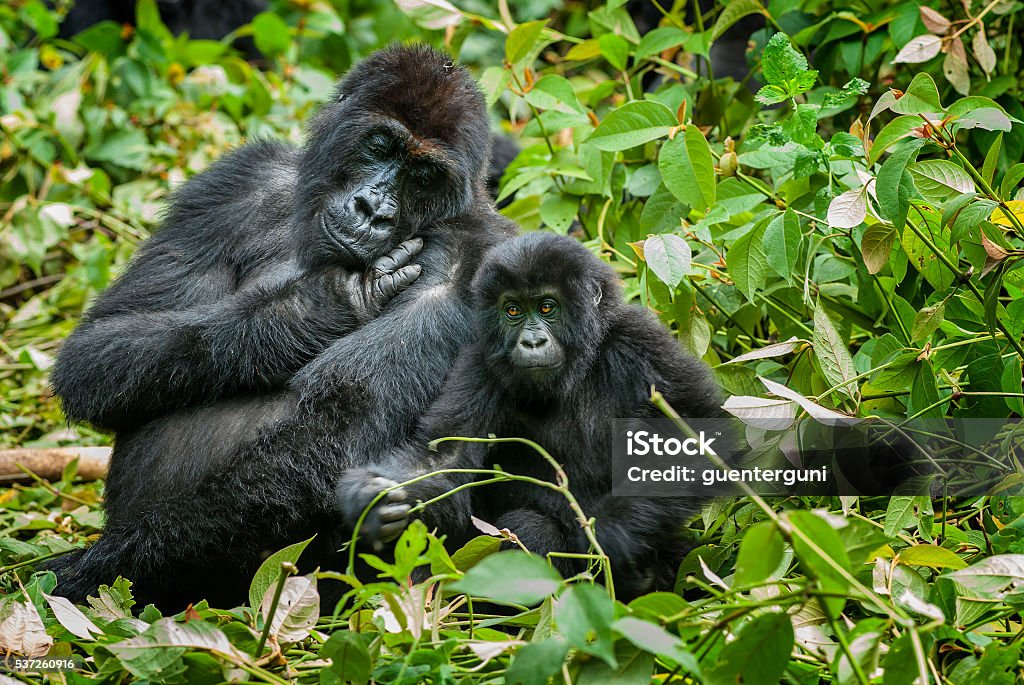 mother and son Eastern Lowland Gorilla, Congo, wildlife shot A female gorilla with her son, Eastern Lowland Gorillas (gorilla beringei graueri). Gorilla Stock Photo