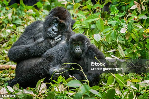 Mother And Son Eastern Lowland Gorilla Congo Wildlife Shot Stock Photo - Download Image Now