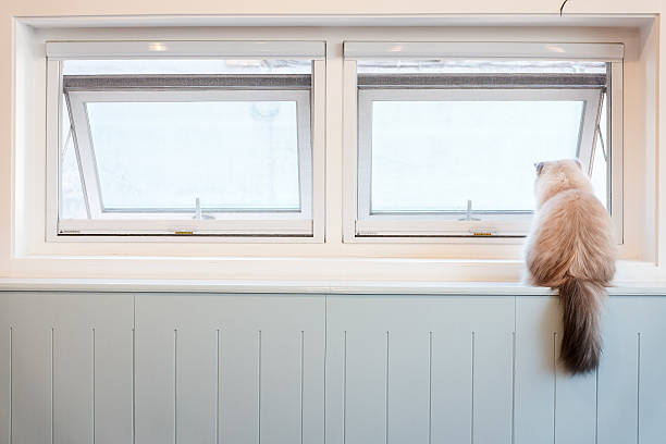 istock White Furry Cat Sitting by the Window 537261158