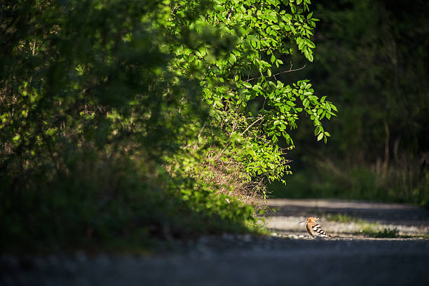Eurasian Hoopoe Upupa epops